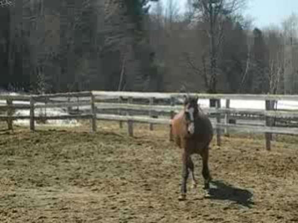 Poulain+équitation+romance 023