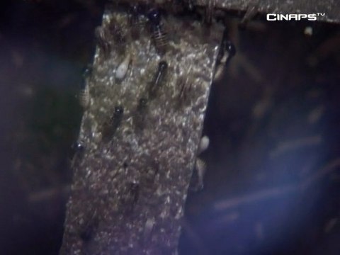 Savoirs Partagés - Termite