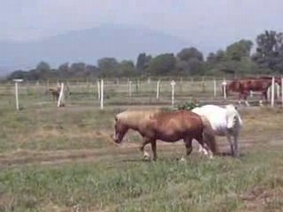 Les poneys jouent