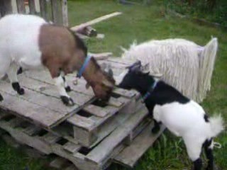 les plus heureuses des chevres