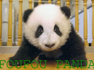 Foufou panda