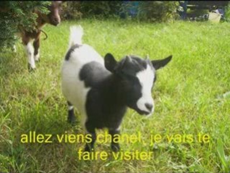 Chipie