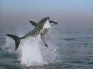 Un grand requin blanc attaque une otarie...