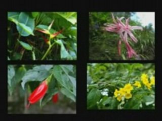 Guatemala part I Atitlan Antigua Pacaya