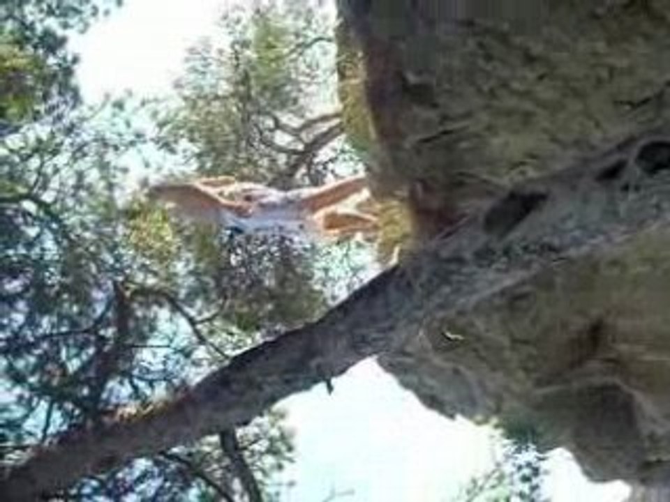 Saut calanques marie melissa