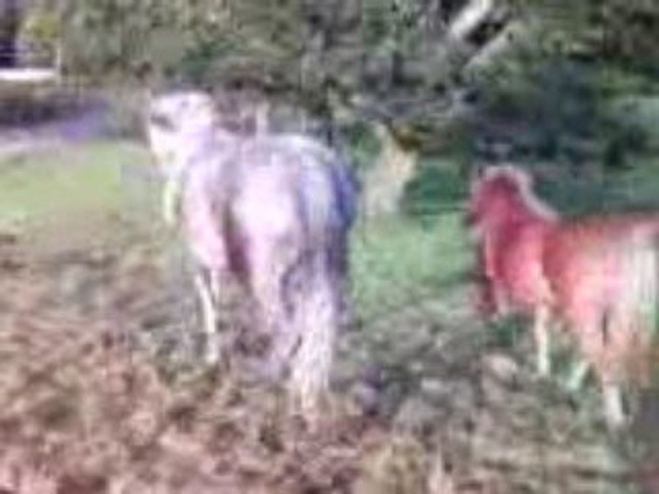Clip(9)