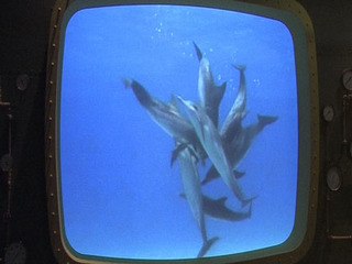 A la découverte des "Incroyables Cétacés"