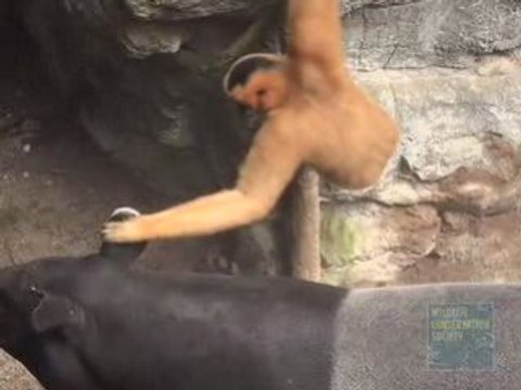 Gibbons and Tapir at the Bronx Zoo