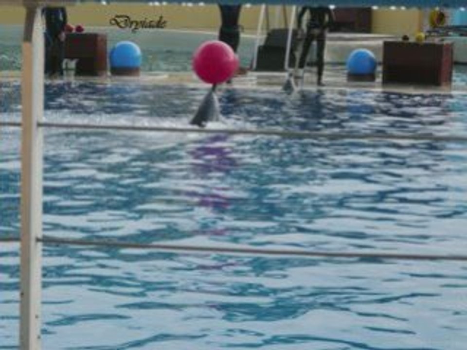Marineland dauphins