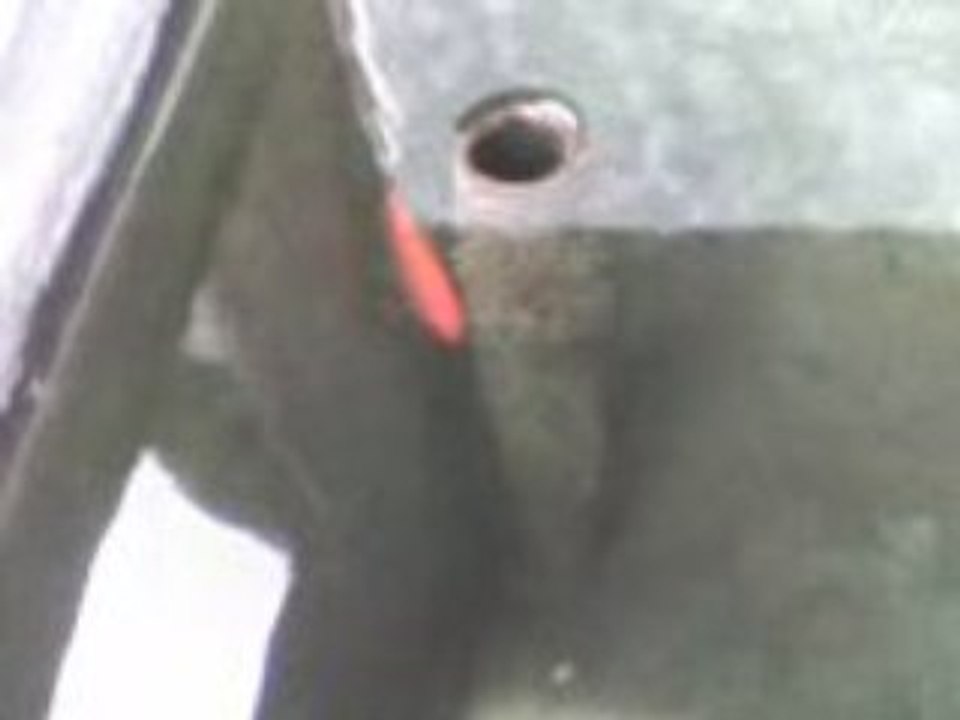 le poisson rouge mutant