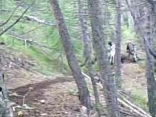 team-dawa 60kx dirt 110