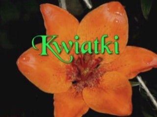 Kwiatki