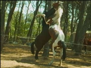 Centre equestre, l'histoire