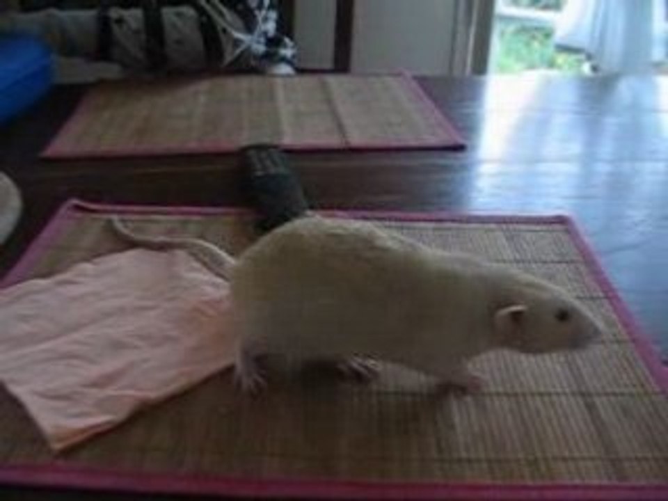 Wilbur et Indy