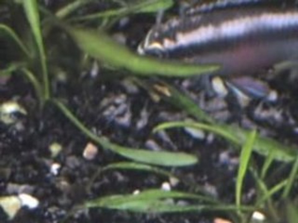Vidéo Aqua73