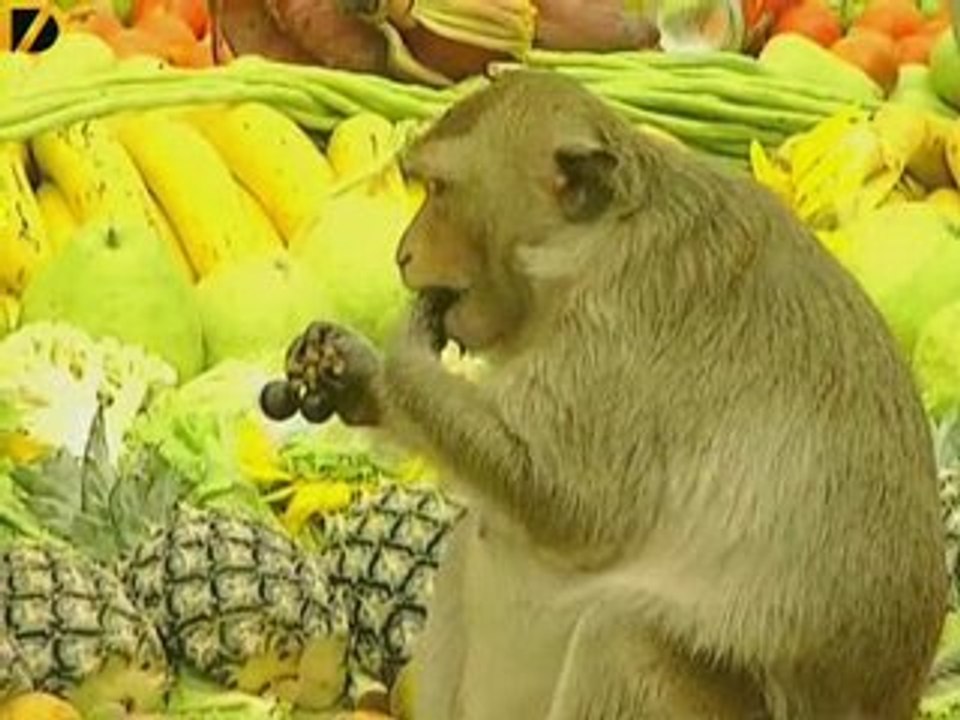 Monkey Feast
