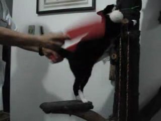 Chat masochiste - Animaux Vidéos - Cretin Blog