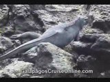 Galapagos Tours Video Iguanas (nature videos)