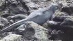 Galapagos Tours Video Iguanas (nature videos)
