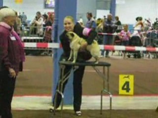 Max - Champion du Luxembourg