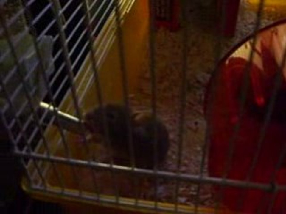 Piwi