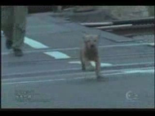 Sakamoto Maaya - Mameshiba