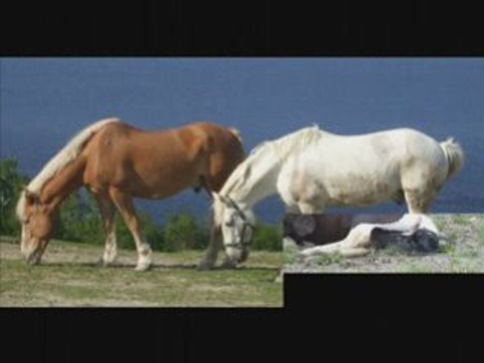 Merveilleux Chevaux ! Encore ...