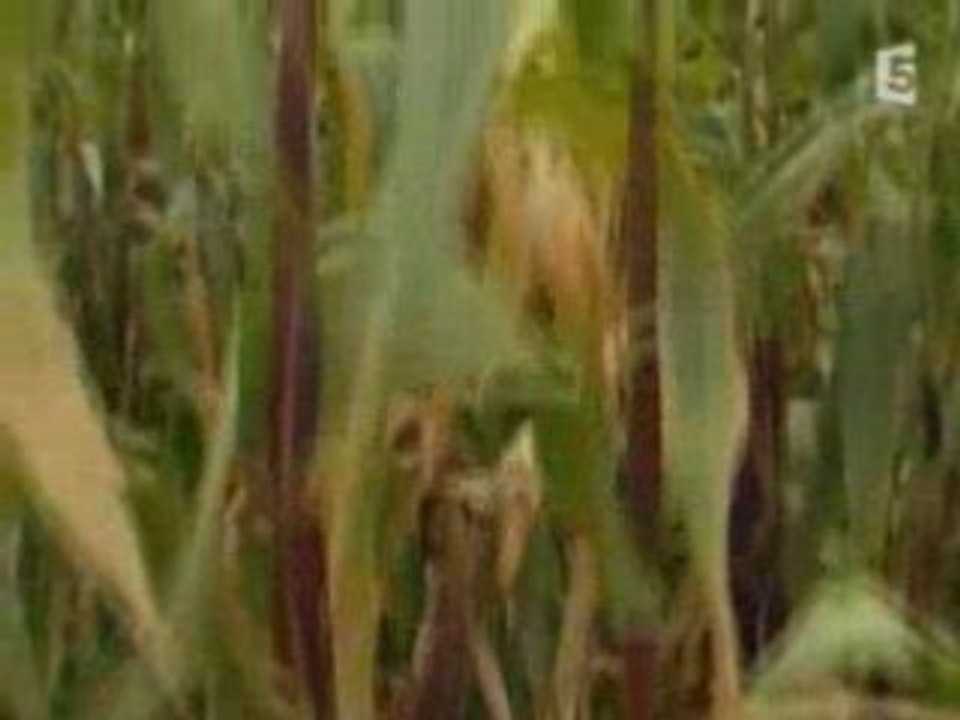 LE MYSTERE DES MOMIES INCAS 1/3