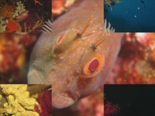 IL MIO MONDO SOBACQUEO_0001