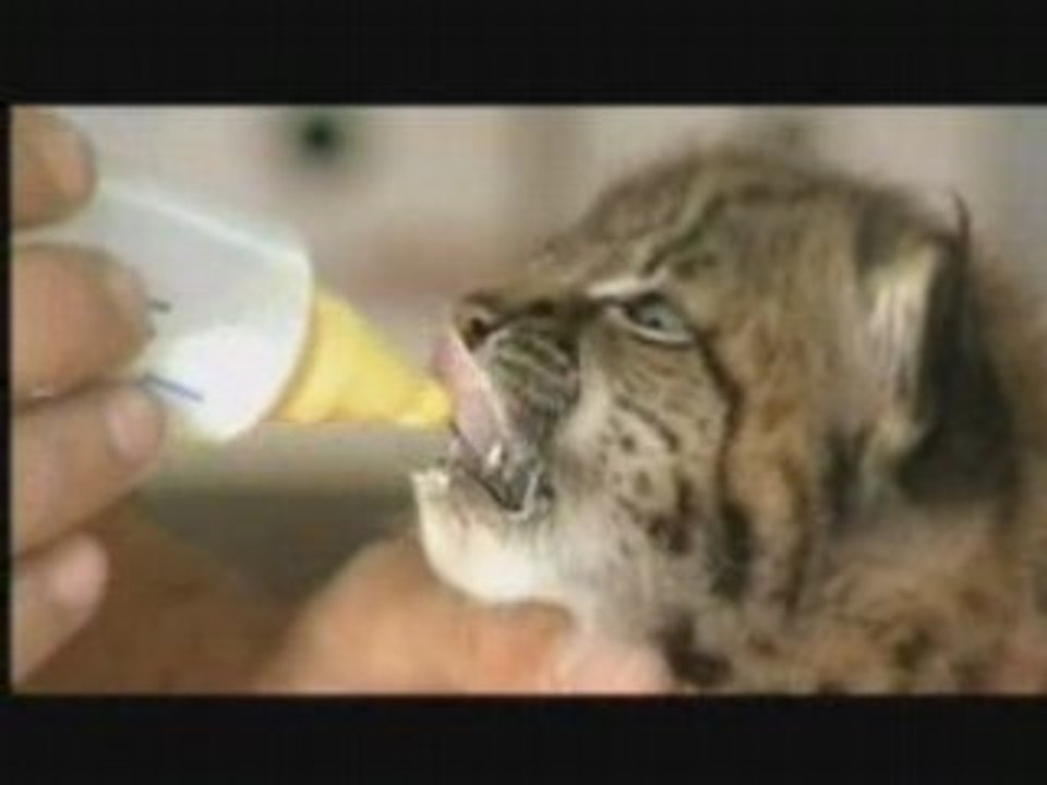 Le lynx
