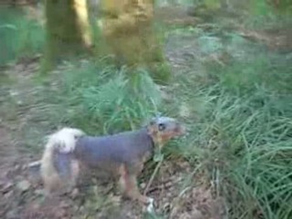 Balade dans les bois 08 09 08