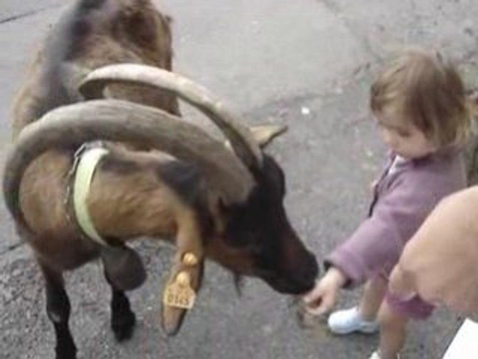 Miam Miam les chèvres