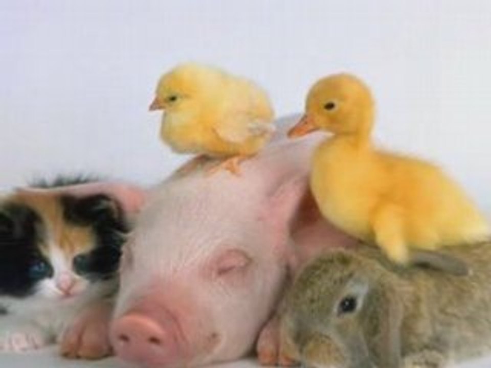 Animal