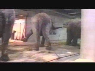 Lena Headey Speaks Out Against Circuses