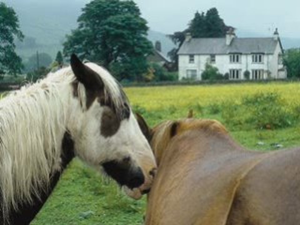 CHEVAUX