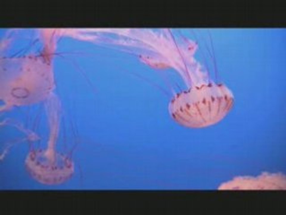 MC ACUARIO