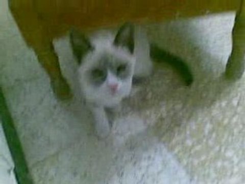 chatte , tunis sfax gabes marco dubai paris