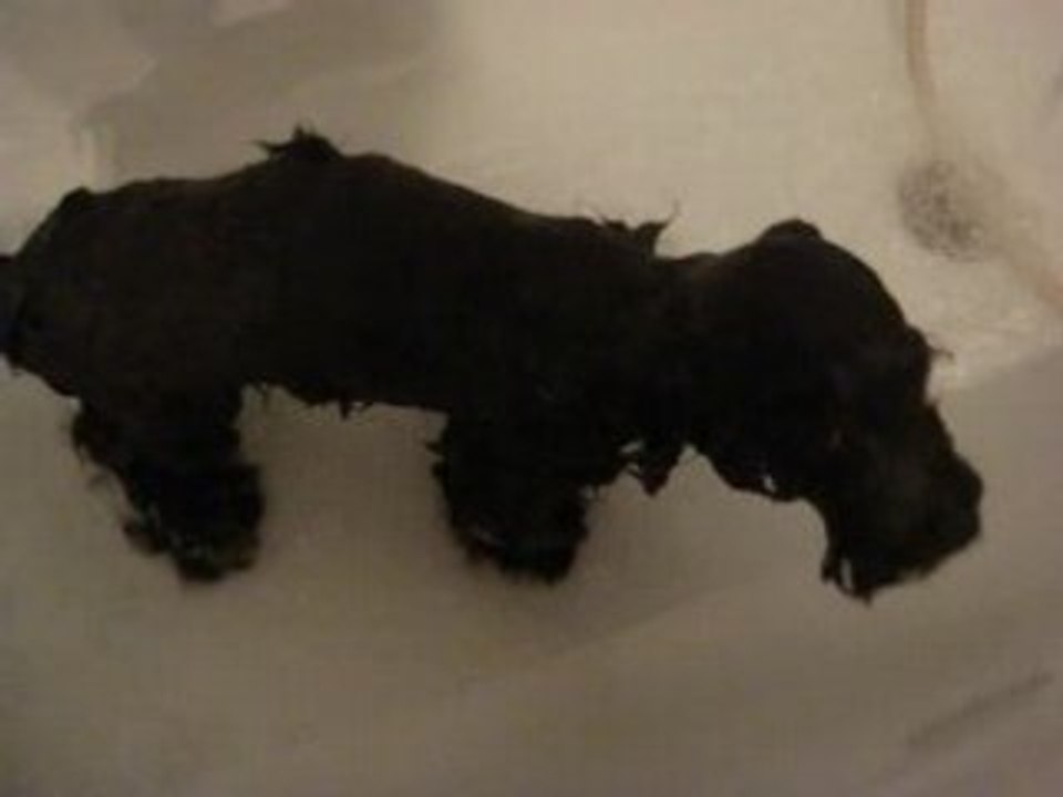 Havanais au bain