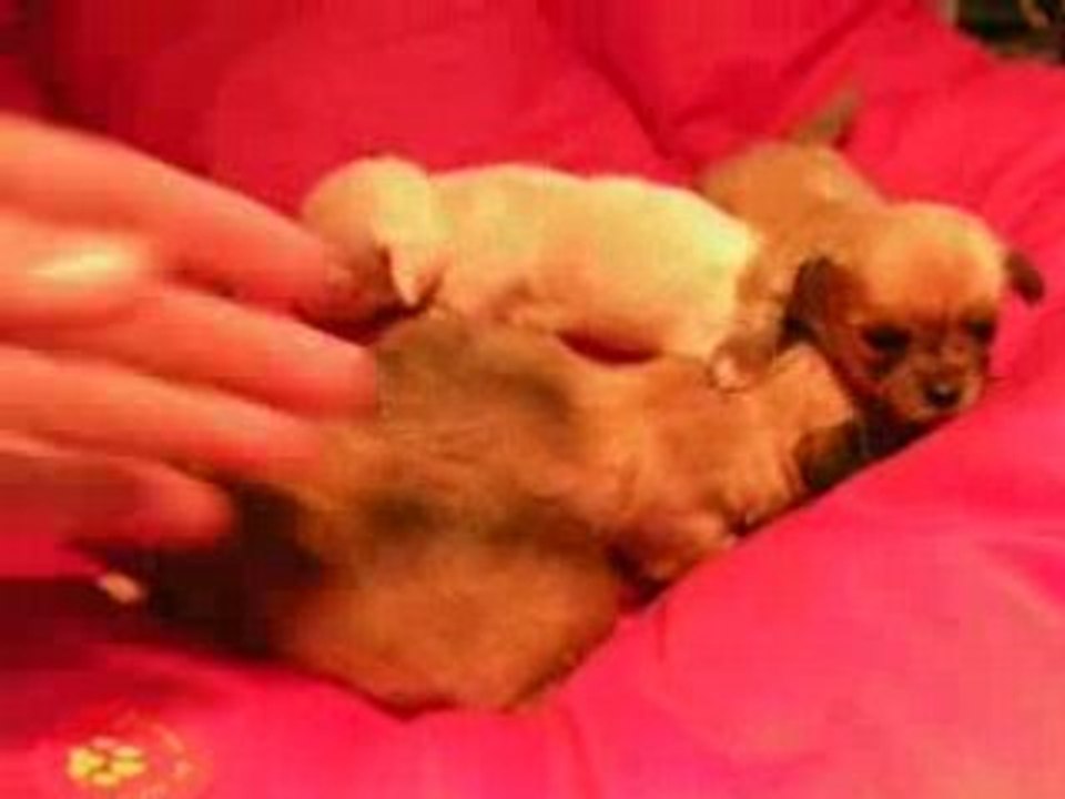 chiots lubomir et bimbo