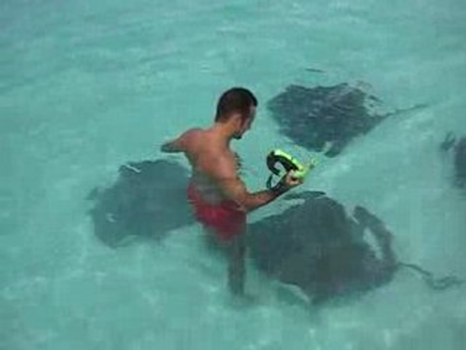 Antigua Stingrays !
