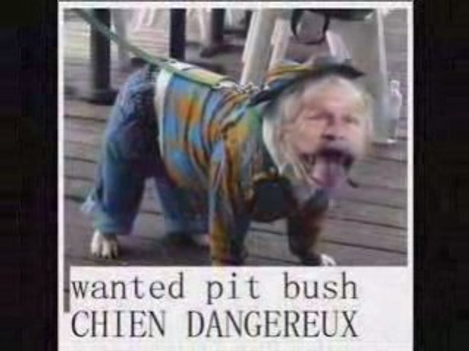 PIT BUSH LE CHIEN LE PLUS DANGEREUX AU MONDE (MANDATDARRET)