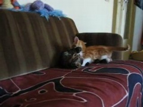 Dewey vs Zia - 1er round