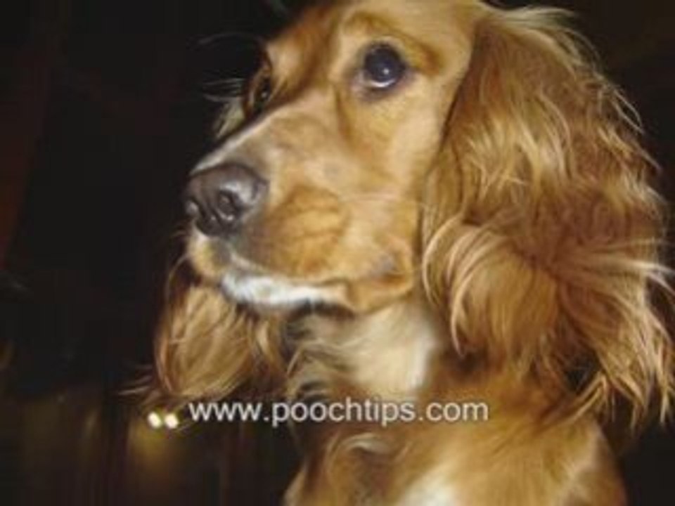 Dog Illnesses Symptoms What Are The Clues