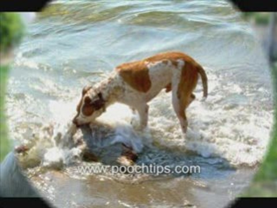 Understanding Dog Labor Symptoms