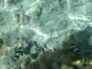 Poisson coralien dans le lagon - Ile de la Réunion