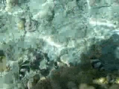 Poisson coralien dans le lagon - Ile de la Réunion