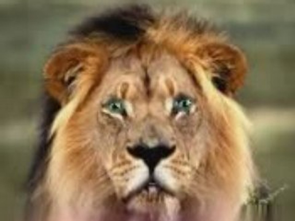 aslan  konuşuyor   şok sözler  bunlar