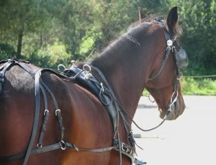 Ogham en longues rênes