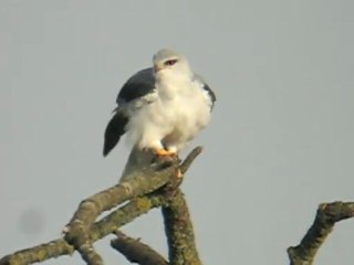 Elanion Blanc à Genève