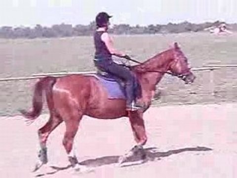 kłus na Macieju przez drągi